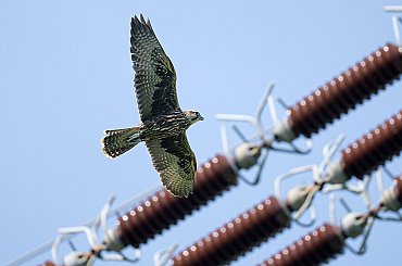 Stožáry ČEPS pomáhají zachránit ohroženého raroha velkého