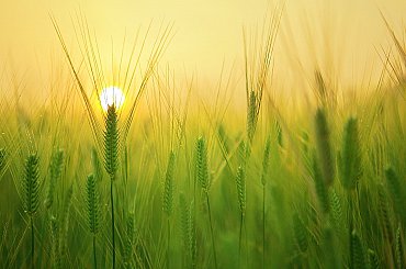 Nielen slovenský problém. EÚ hrozí Grécku zastavením agrodotácií, ak nezabráni ich zneužívaniu